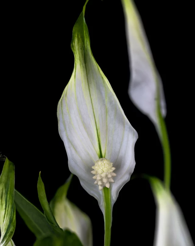 #spathiphyllum #flowers #photography #photographer