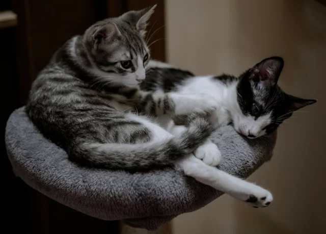 #gatti #cats #photography #photographer