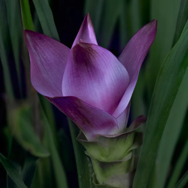 #curcuma #flowers #photography #photographer