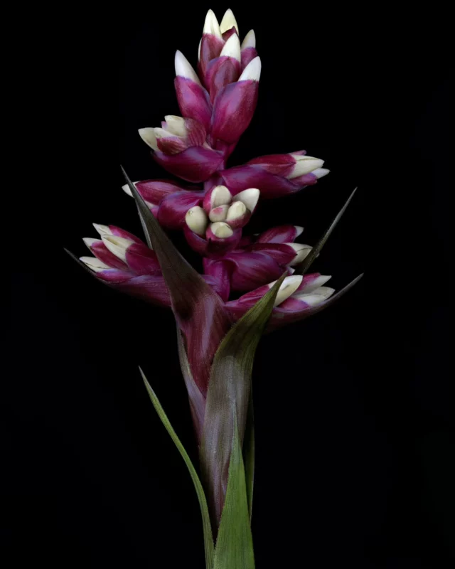 #flowers #fiori #photographer #photography