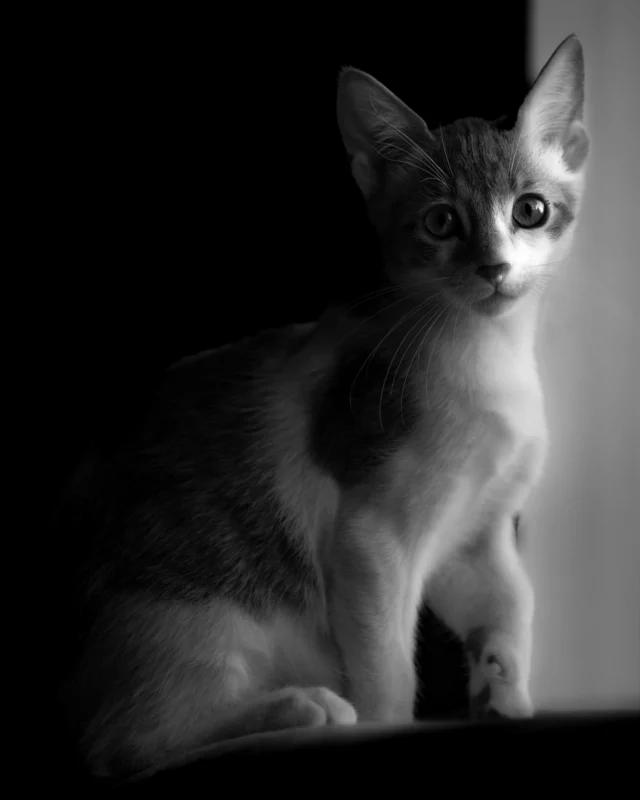 #cats #gatti #photography #photographer #briciola