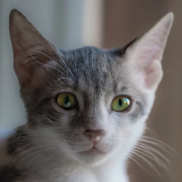 #briciola #cats #gatti #photography #photographer