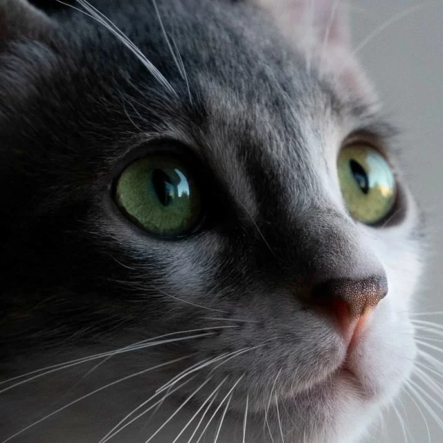 #briciola #gatti #cats #photography #photographer