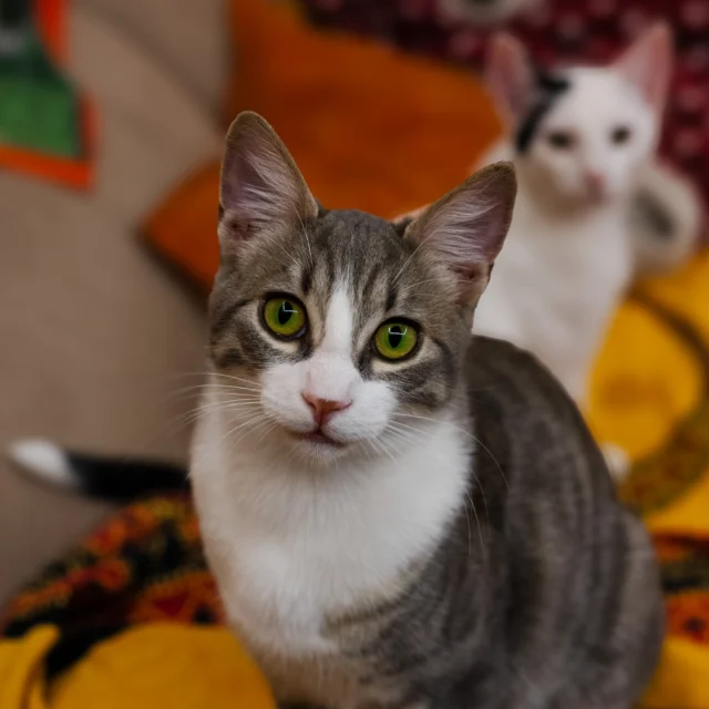 #axel #gatti #cats #photography #photographer