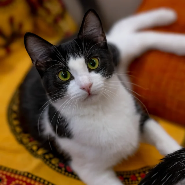 #Charlotte #cats #gatti #photography #photographer